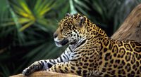 Jaguar in Amazon Rainforest1617210652 200x110 - Jaguar in Amazon Rainforest - Rainforest, Kittens, Jaguar, Amazon